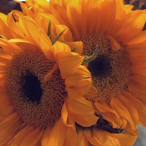 Meet your Posher, Josselyn